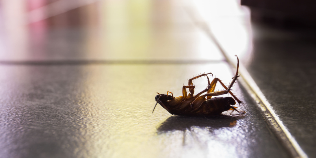 Disinfestazione blatte: come eliminare gli scarafaggi da casa o dai luoghi  di lavoro – Bromotirrena srl